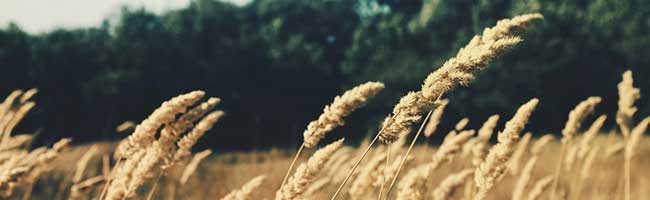 哪个平台安全的在线免费试用